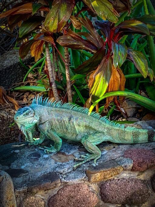 Villa Ker Iguane Terre De Haut Les Saintes Экстерьер фото